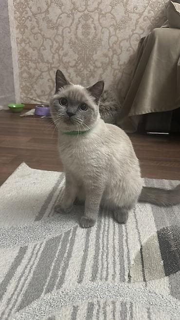 Şotland, Erkək, Yaxşı əllərə, Pulsuz çatdırılma