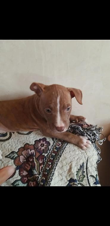 oğlan it adları: Pitbul — 2