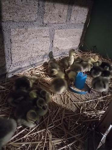 Птицы: Təmiz kuban qazin balalari — 1