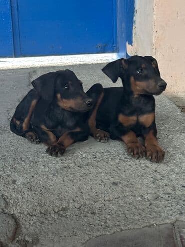 pitbull tap az: Доберман — 7