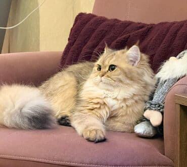 pişik sortlari: Britan, Erkək — 6