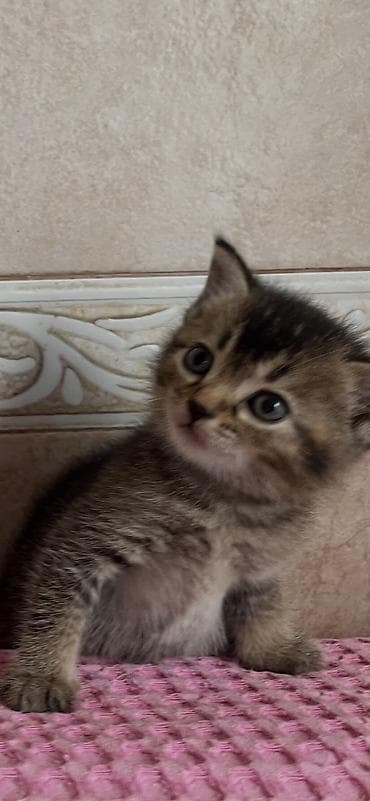 heyvan satışı: Qızıl şinşilla, Erkək, Dişi, Yaxşı əllərə, Ünvandan götürmə, Ödənişli çatdırılma — 4