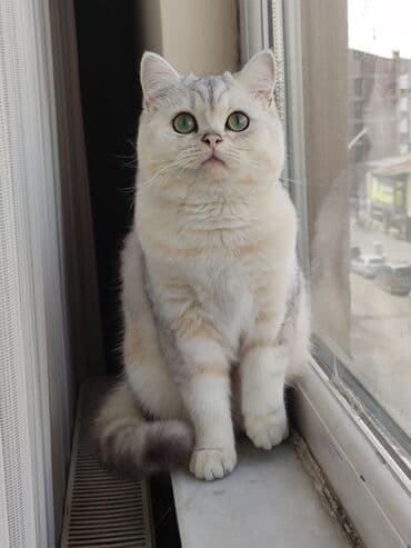 pişik su wabı: Britan, Erkək, Cütləşmə üçün, Ödənişli çatdırılma — 2