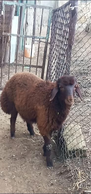 toy pudel satisi: Salam erkeydi oz heyvanlarmin balasi 4 ay yarımlığ anasi ekizde doğur — 1
