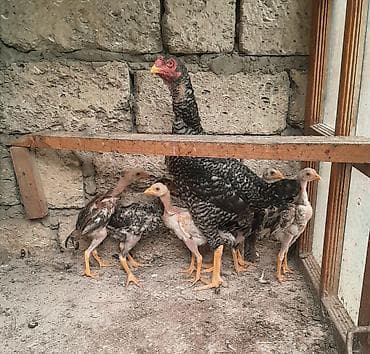 Quşlar: Heyratı ailəsi satılır. 1 ana 5 bala, ana 1yaş 5 aylıq, balalar 2 — 3