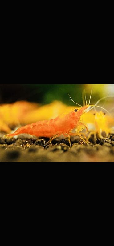 Аквариумные аксессуары и принадлежности: Akvaryum üçün dekorativ krivetqa – rəngli Neocaridina növləri. 10 — 7