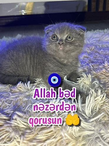 sari pisik: Şotland — 6