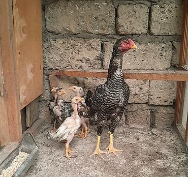 Quşlar: Heyratı ailəsi satılır. 1 ana 5 bala, ana 1yaş 5 aylıq, balalar 2 — 2