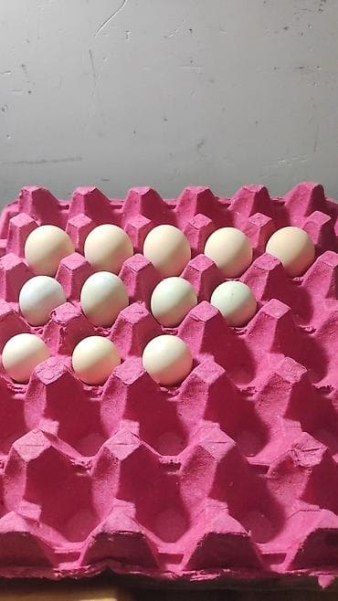 quru meyvelerin topdan satisi: Təmoz qan qızılı qırqovul yumurtası satılır — 2