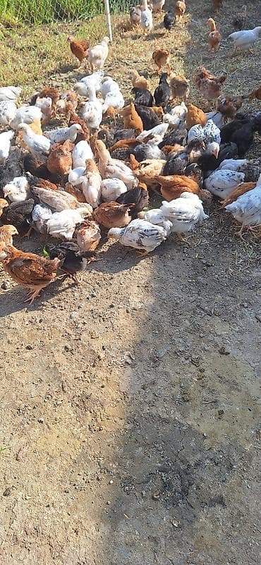 qaz cücesi: Toyuq cücələri, Damazlıq — 3