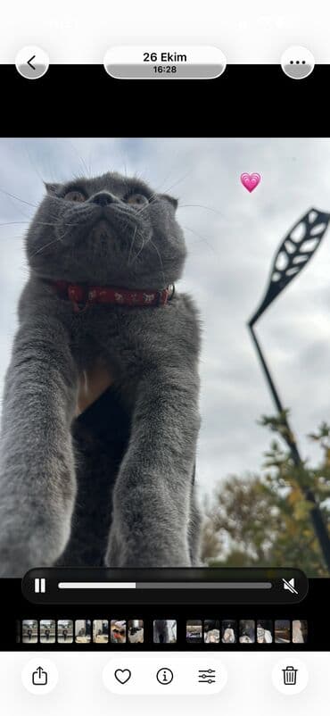 сколько стоят кошки: Satılır — 4