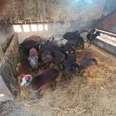 Salam hervaxdız xeyir saxlamlıq quzularm cxdı satqa isdiyen elaqe — 24