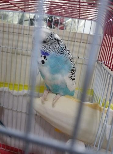 Попугаи: Növbəti ilan: Türkiyə cinsli dalğalı tutuquşu (budgerigar) - Rəng — 1