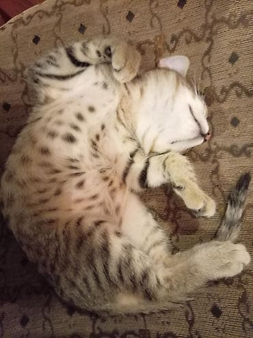 barter heyvanla: Tabbi — 1