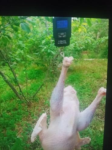 qaban eti: 6kg dostlar real isdeyen vatsapa yazsın isle əlaqəli lalafoya — 1