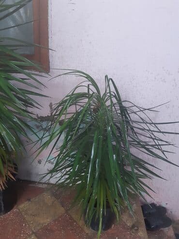 zor maşın şəkilləri: Ağaclar — 3