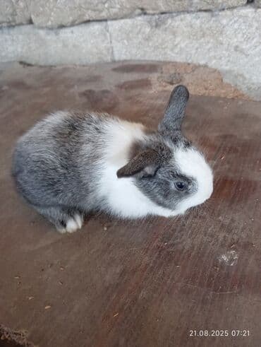 en iri it cinsi: Satılır: Ev şəraitində bəslənmiş balaca dovşanlar 5 eded qalib — 3
