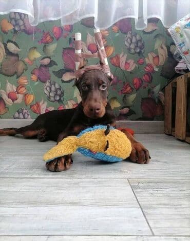 Akvariumlar: Doberman, 2 ay, Erkek, Sənədli, Pulsuz çatdırılma — 10