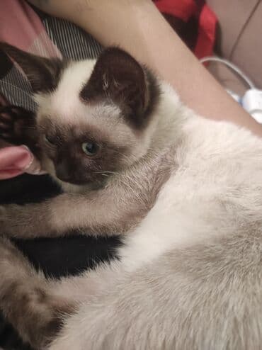 pişiklər: Siam, Dişi, Ünvandan götürmə — 5