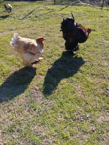 heyvanlara verilen adlar: Курица, Brama, Для разведения, Платная доставка, Бесплатная доставка — 1