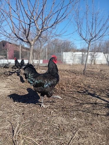 lalafo qoyun satisi: Məhsul: Qara rəngli xoruz Təsvir: Avstrolop temiz qan öz heyetimin — 6