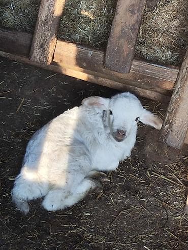 Yemlər: Ağ rəngli cücərmiş quzu - Növlə: qoyun/quzu - Rəng: tam ağ, yumşaq və — 6