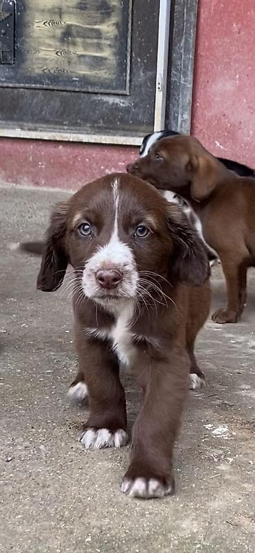 Balıqlar: 2 ay, Dişi, Peyvəndli — 1