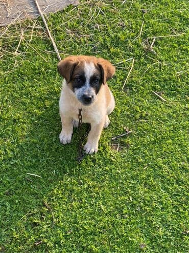 basenc itləri: Alabay, 1 ay, Erkek, Cütləşmə üçün, Ünvandan götürmə — 5