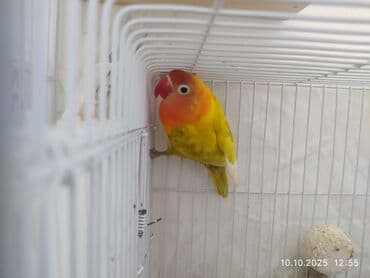попугай ара цена: Salam, Nerazlucniklər sarı narıncı başlı narıncı quyruqlu cütlər 120 — 4