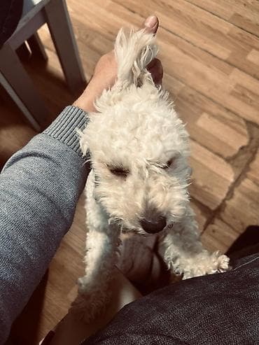 canavara oxsayan it: Pudel, 6 ay, Dişi — 2