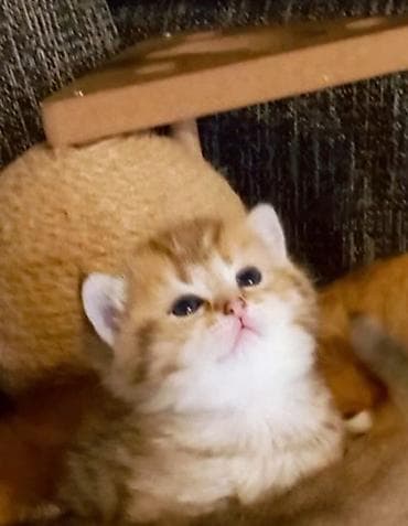 Heyvanlar üçün mallar: Qızıl şinşilla, Erkək, Yaxşı əllərə, Ünvandan götürmə — 1