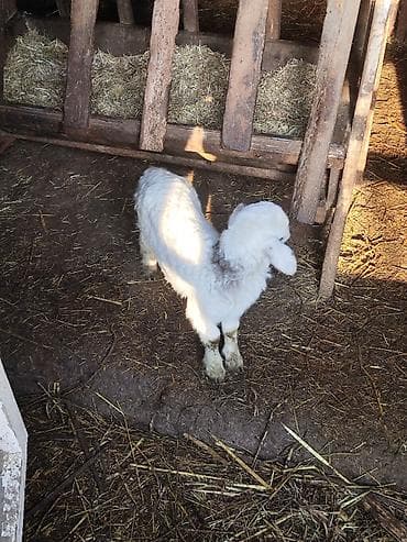 Yemlər: Ağ rəngli cücərmiş quzu - Növlə: qoyun/quzu - Rəng: tam ağ, yumşaq və — 3