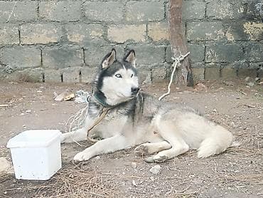 en yaxsi bugda sortu: Xaski — 3