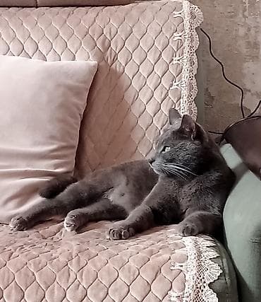 pişiy: Yaxşı əllərə — 2