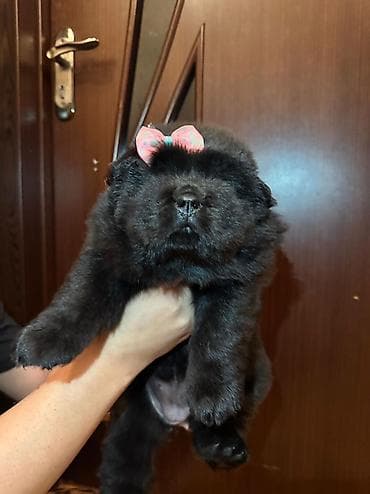 chow chow: Çau-Çau, 1 ay, Dişi, Sənədli — 1