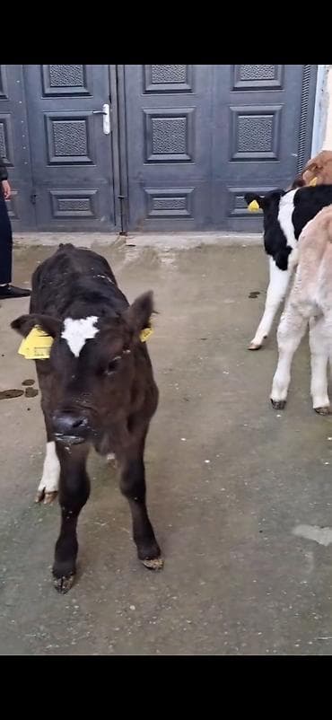 Кошки: Satılır: quzadan kəsilmiş bir neçə dana (südlük-döşəməli buzovlar) — 8