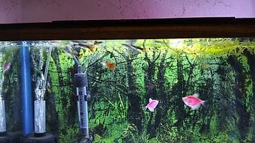 akvar: Salam glofish və guppiler satılır qiymət 1 AZN guppilərin artımda — 4