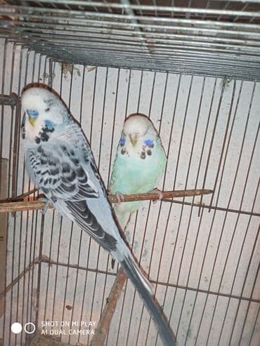 dəvə qusu: Çex cütler satılır papuqaylar təmiz qan vıstıvıcnıy vıstıvka sərgi — 4