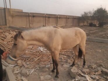 шотландская серебристая шиншилла купить: Satılır: At - Rəng: Açıq krem (buckskin-a bənzər), yal və quyruq tünd — 2