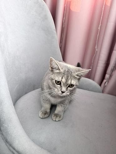 Птицы: Britan pisik balalari (dişi)19.10.2025 — 3