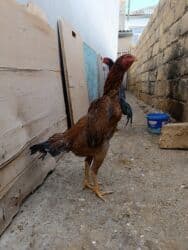 ucuz toyuq: Toyuq cücələri, Damazlıq — 2