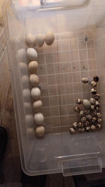 İnkubatorlar: Yumurta inkubatoru – termostatlı, rütubət ölçerli və ventilyatorlu — 4