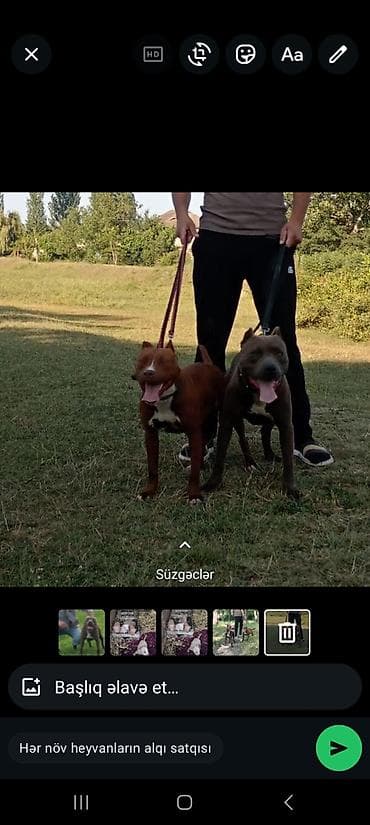 pişik oyuncağı: Pitbul — 3