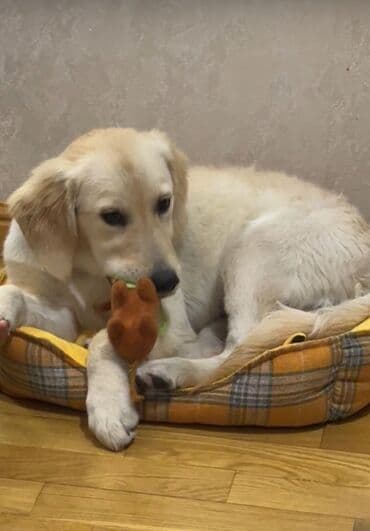 itlerin pulsuz verilmesi: Retriever — 3