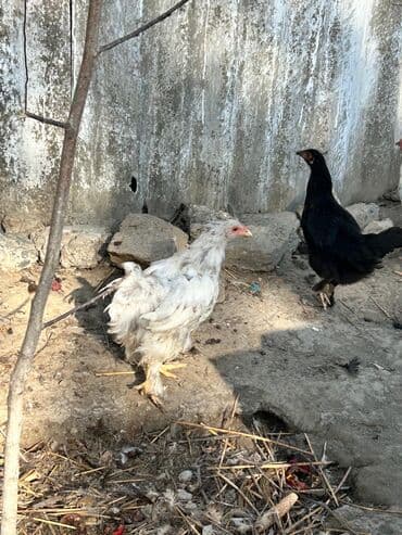 cuce qefes: Satılır: Bramo Cücələri 🐥 Təmiz və sağlam şəraitdə böyüdülmüş, Bramo — 3