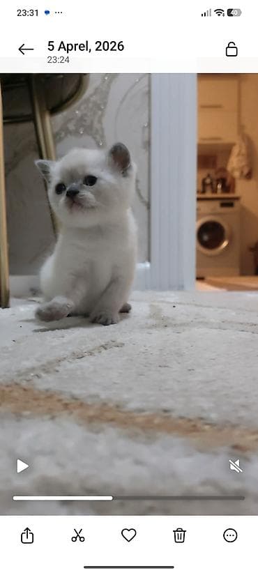 siyam pişiyi: Yaxşı əllərə — 4