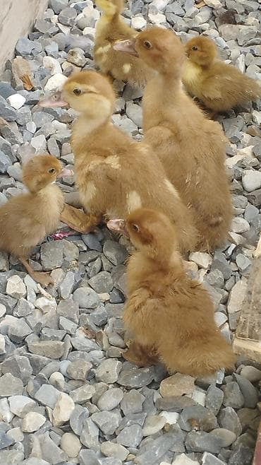 tutuquşu satışı: 🦆 SATILIR – Tam Sağlam Qırmızı Ördəklər 🦆 Təsərrüfatımızda böyüdülmüş — 4