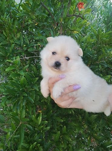 İtlər: Şpitz, 1 ay, Erkek — 8