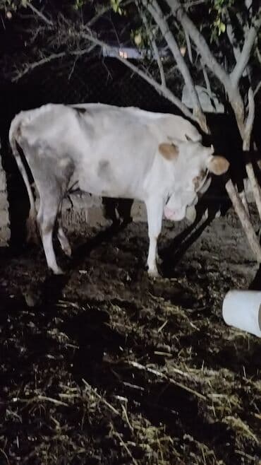 cins dana: Məhsul: İnək (iribuynuzlu heyvan) Xüsusiyyətlər: - Rəng: Ağ-krem — 2