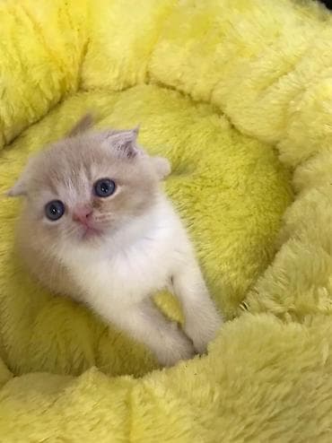 pişiy adlari: Şotland yastı qulaq — 8